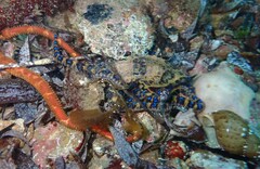 Hapalochlaena maculosa