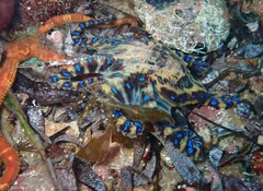 Hapalochlaena maculosa