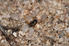 Geocoridae
