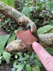 Auricularia fuscosuccinea
