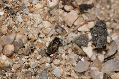 Geocoridae