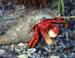 Paguristes frontalis