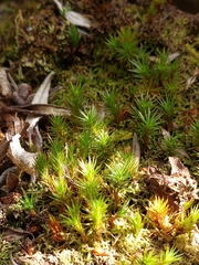 Polytrichadelphus magellanicus