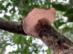 Auricularia fuscosuccinea