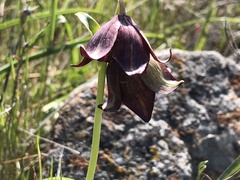 Fritillaria biflora