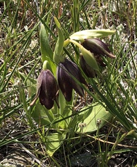 Fritillaria biflora