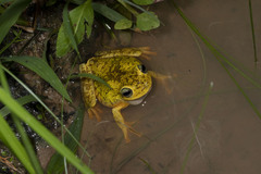Boana xerophylla