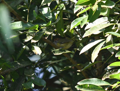 Hylophilus poicilotis