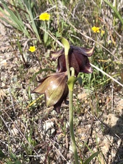 Fritillaria biflora