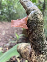 Auricularia fuscosuccinea