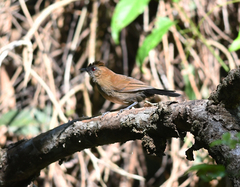 Pyriglena leucoptera