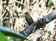 Pyriglena leucoptera