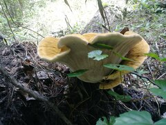 Inocutis ludoviciana