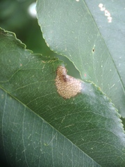 Phyllonorycter propinquinella