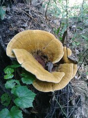 Inocutis ludoviciana