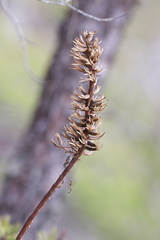 Oenothera argillicola