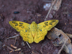 Myscelus amystis