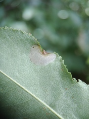 Phyllonorycter propinquinella