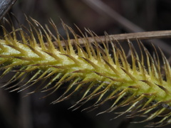 Lycopodiella