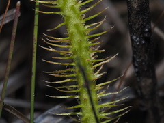 Lycopodiella