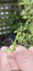 Miomantis caffra