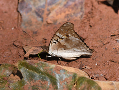 Doxocopa laurentia