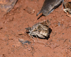 Anisochoria sublimbata