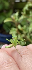 Miomantis caffra