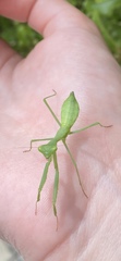 Miomantis caffra