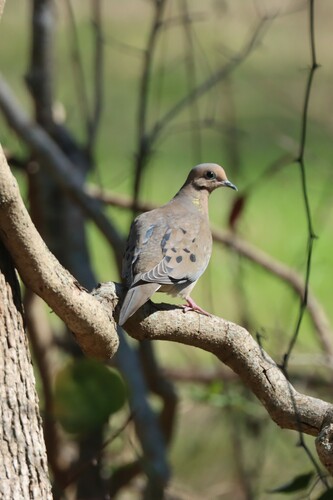 Mourning Dove photographed in Louisiana