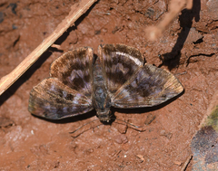 Ebrietas anacreon