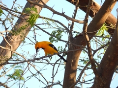 Icterus nigrogularis