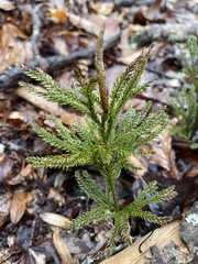 Dendrolycopodium hickeyi