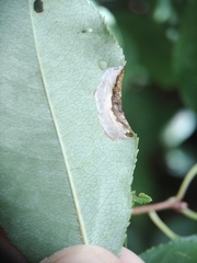 Phyllonorycter propinquinella