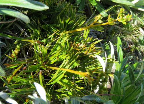 Aciphylla monroi (Aciphylla monroi)