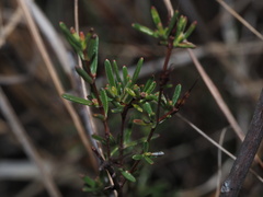 Hypericum brachyphyllum