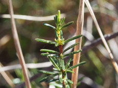 Hypericum brachyphyllum