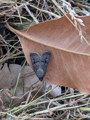 Agrotis infusa