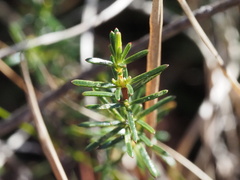Hypericum brachyphyllum