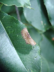Phyllonorycter propinquinella