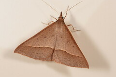 Epidesmia chilonaria