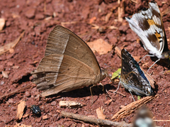 Taygetis tripunctata