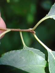 Phyllonorycter propinquinella