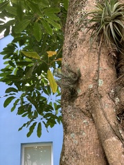 Tillandsia tricholepis