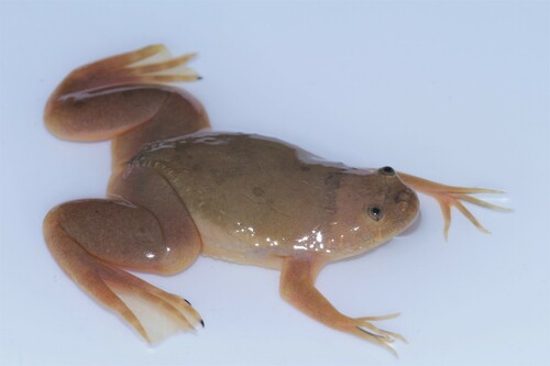 Andre's Clawed Frog, Xenopus andrei