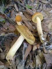 Leccinellum crocipodium