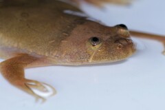 Xenopus andrei