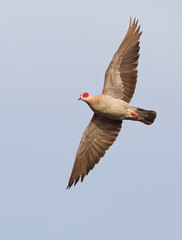 Speckled Pigeon photo 6