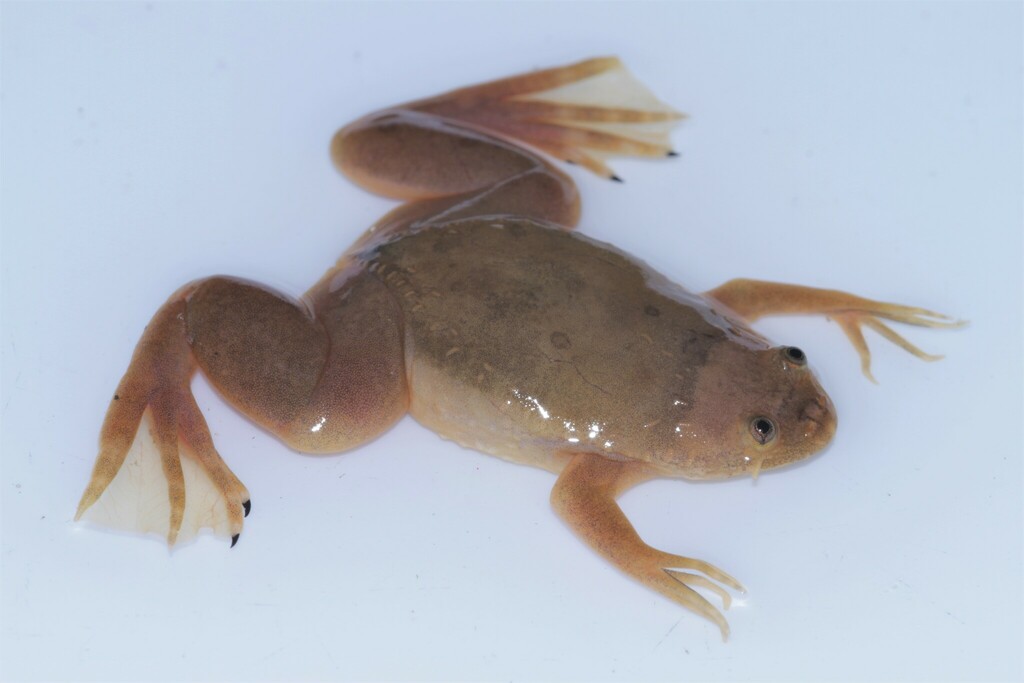 Andre's Clawed Frog