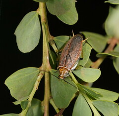 Pseudophyllodromiinae